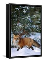 Red Fox Walking in Snow in Winter, Montana-Richard and Susan Day-Framed Stretched Canvas