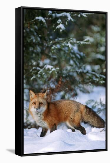 Red Fox Walking in Snow in Winter, Montana-Richard and Susan Day-Framed Stretched Canvas