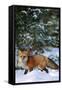 Red Fox Walking in Snow in Winter, Montana-Richard and Susan Day-Framed Stretched Canvas