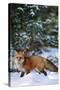 Red Fox Walking in Snow in Winter, Montana-Richard and Susan Day-Stretched Canvas