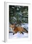 Red Fox Walking in Snow in Winter, Montana-Richard and Susan Day-Framed Photographic Print