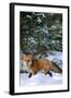 Red Fox Walking in Snow in Winter, Montana-Richard and Susan Day-Framed Photographic Print