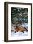 Red Fox Walking in Snow in Winter, Montana-Richard and Susan Day-Framed Photographic Print