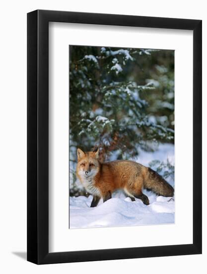 Red Fox Walking in Snow in Winter, Montana-Richard and Susan Day-Framed Photographic Print