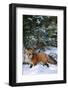 Red Fox Walking in Snow in Winter, Montana-Richard and Susan Day-Framed Photographic Print