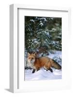 Red Fox Walking in Snow in Winter, Montana-Richard and Susan Day-Framed Photographic Print