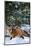 Red Fox Walking in Snow in Winter, Montana-Richard and Susan Day-Mounted Photographic Print