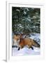 Red Fox Walking in Snow in Winter, Montana-Richard and Susan Day-Framed Photographic Print