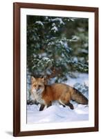 Red Fox Walking in Snow in Winter, Montana-Richard and Susan Day-Framed Photographic Print