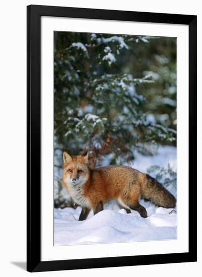 Red Fox Walking in Snow in Winter, Montana-Richard and Susan Day-Framed Photographic Print