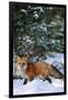 Red Fox Walking in Snow in Winter, Montana-Richard and Susan Day-Framed Photographic Print