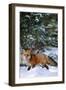 Red Fox Walking in Snow in Winter, Montana-Richard and Susan Day-Framed Photographic Print