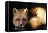 Red Fox Wildlife, New Mexico, USA-Gerry Reynolds-Framed Stretched Canvas