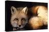 Red Fox Wildlife, New Mexico, USA-Gerry Reynolds-Stretched Canvas