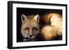 Red Fox Wildlife, New Mexico, USA-Gerry Reynolds-Framed Photographic Print