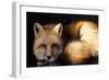 Red Fox Wildlife, New Mexico, USA-Gerry Reynolds-Framed Photographic Print