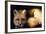 Red Fox Wildlife, New Mexico, USA-Gerry Reynolds-Framed Photographic Print