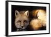 Red Fox Wildlife, New Mexico, USA-Gerry Reynolds-Framed Photographic Print