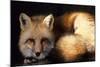 Red Fox Wildlife, New Mexico, USA-Gerry Reynolds-Mounted Photographic Print