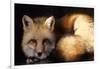 Red Fox Wildlife, New Mexico, USA-Gerry Reynolds-Framed Photographic Print