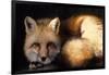 Red Fox Wildlife, New Mexico, USA-Gerry Reynolds-Framed Photographic Print