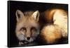 Red Fox Wildlife, New Mexico, USA-Gerry Reynolds-Framed Stretched Canvas