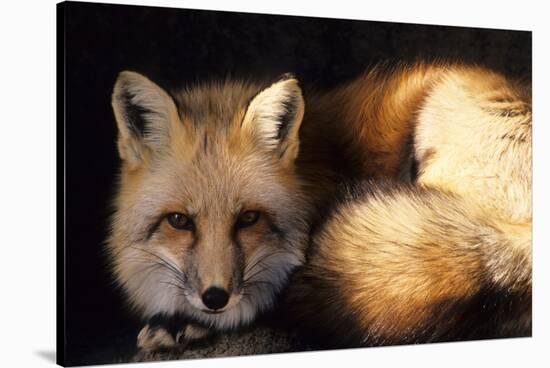 Red Fox Wildlife, New Mexico, USA-Gerry Reynolds-Stretched Canvas