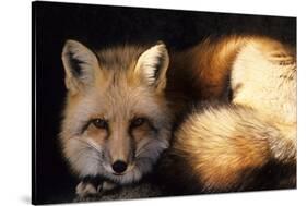 Red Fox Wildlife, New Mexico, USA-Gerry Reynolds-Stretched Canvas
