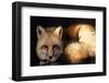 Red Fox Wildlife, New Mexico, USA-Gerry Reynolds-Framed Photographic Print