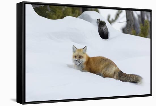 Red fox with cached food-Ken Archer-Framed Stretched Canvas
