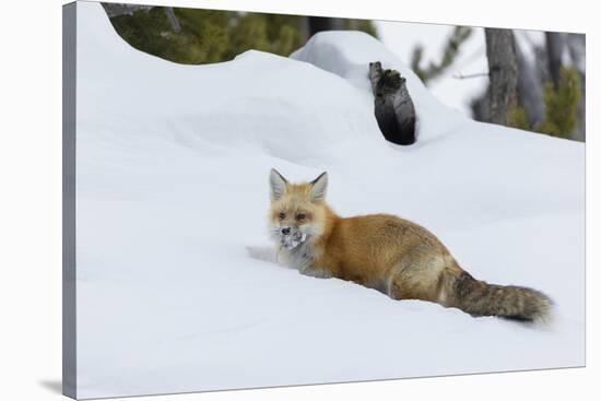 Red fox with cached food-Ken Archer-Stretched Canvas