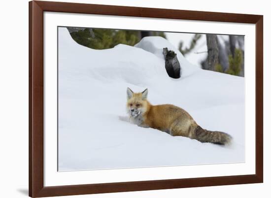 Red fox with cached food-Ken Archer-Framed Photographic Print