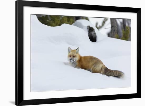 Red fox with cached food-Ken Archer-Framed Photographic Print
