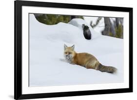 Red fox with cached food-Ken Archer-Framed Photographic Print