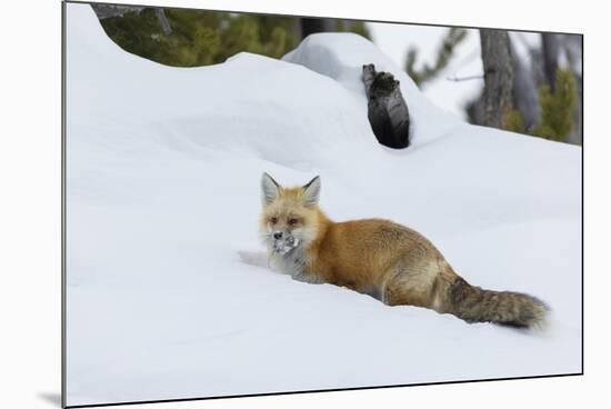 Red fox with cached food-Ken Archer-Mounted Photographic Print