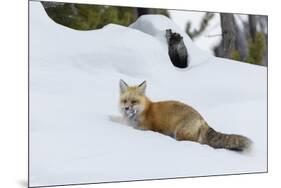 Red fox with cached food-Ken Archer-Mounted Photographic Print