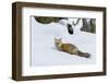 Red fox with cached food-Ken Archer-Framed Photographic Print