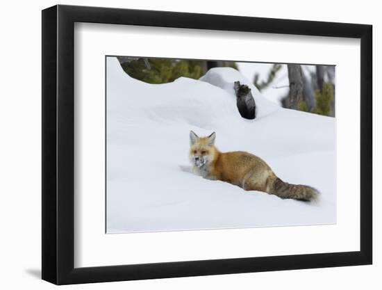 Red fox with cached food-Ken Archer-Framed Photographic Print