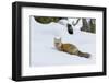 Red fox with cached food-Ken Archer-Framed Photographic Print