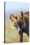 Red Fox Young Dark Phase-null-Stretched Canvas