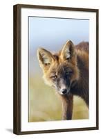 Red Fox Young Dark Phase-null-Framed Photographic Print