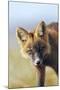 Red Fox Young Dark Phase-null-Mounted Photographic Print