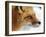 Red Fox-Alain Turgeon-Framed Giclee Print