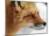 Red Fox-Alain Turgeon-Mounted Giclee Print