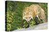 Red Fox-null-Stretched Canvas