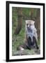 Red Fox-Hal Beral-Framed Premium Photographic Print