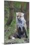 Red Fox-Hal Beral-Mounted Premium Photographic Print