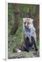 Red Fox-Hal Beral-Framed Premium Photographic Print