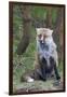 Red Fox-Hal Beral-Framed Premium Photographic Print
