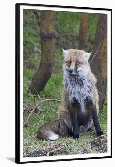 Red Fox-Hal Beral-Framed Premium Photographic Print